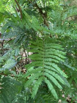 Sivun Cojoba arborea (L.) Britton & Rose kuva