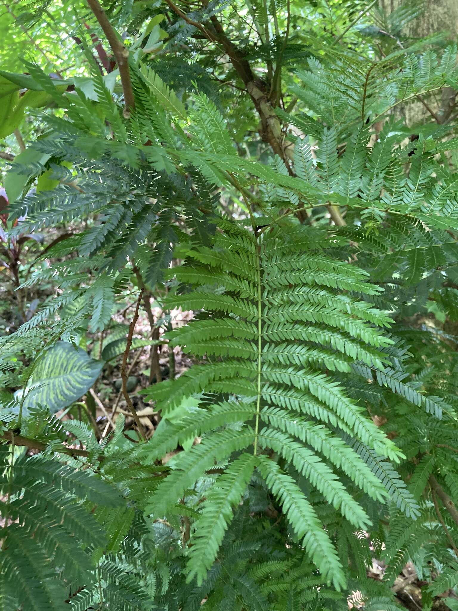 Слика од Cojoba arborea (L.) Britton & Rose