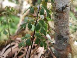 Image of Egyptian spleenwort