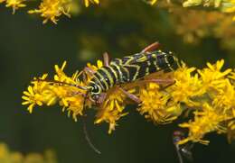 Image of Locust Borer