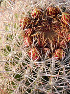 Image of California Barrel Cactus