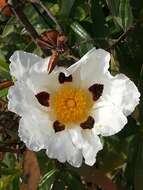 Image of common gum cistus