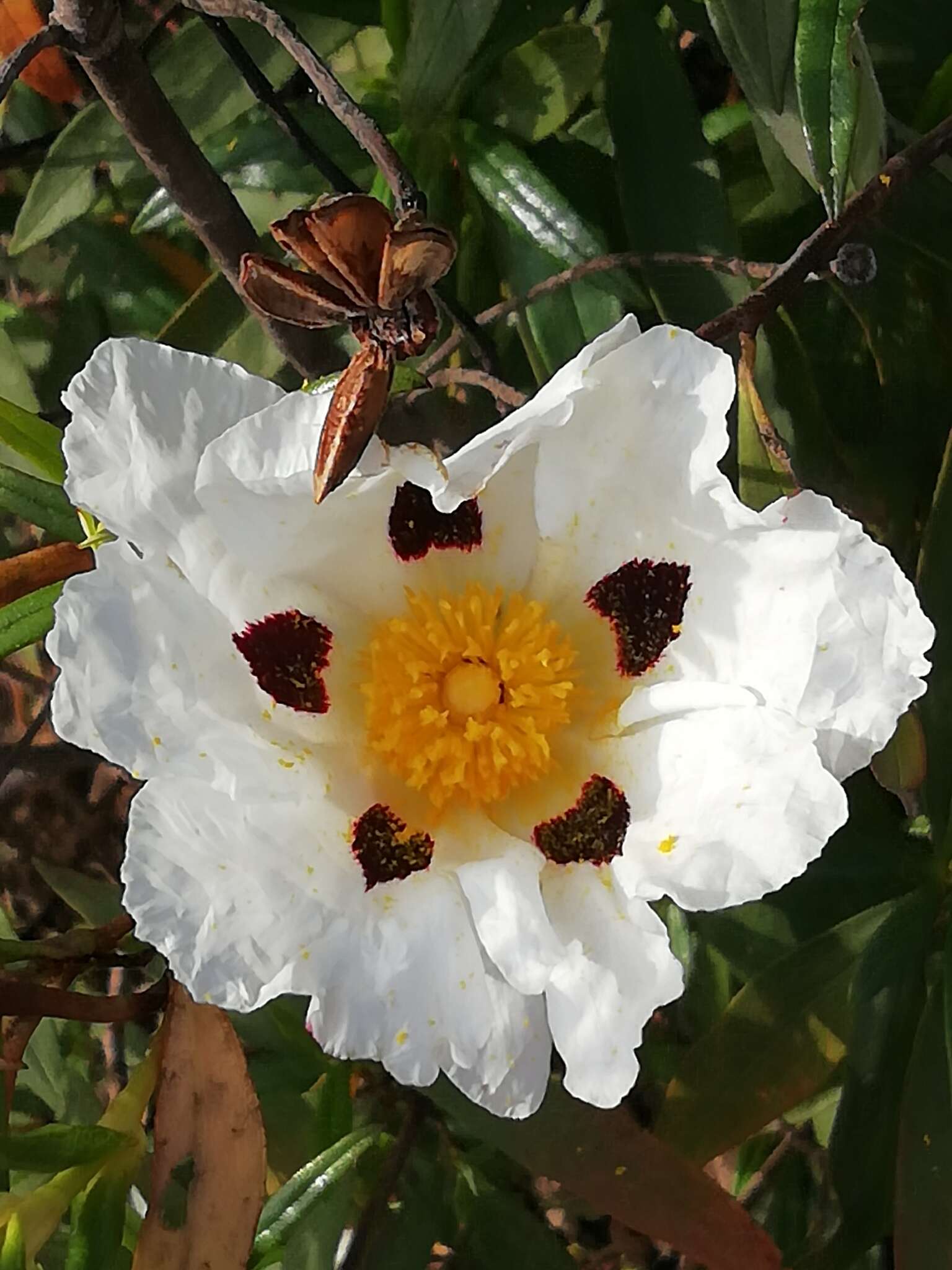 Image of common gum cistus