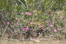 Image de Adenium obesum subsp. swazicum (Stapf) G. D. Rowley