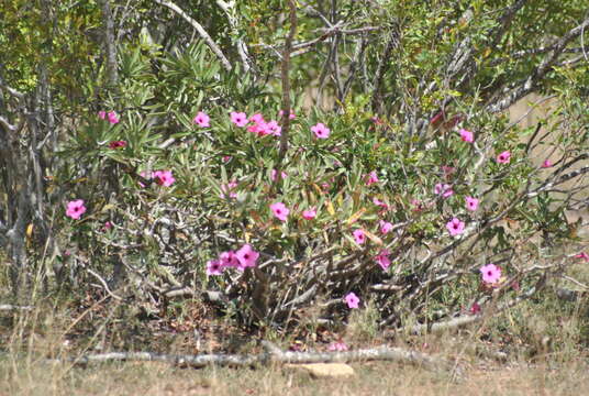 Image de Adenium obesum subsp. swazicum (Stapf) G. D. Rowley