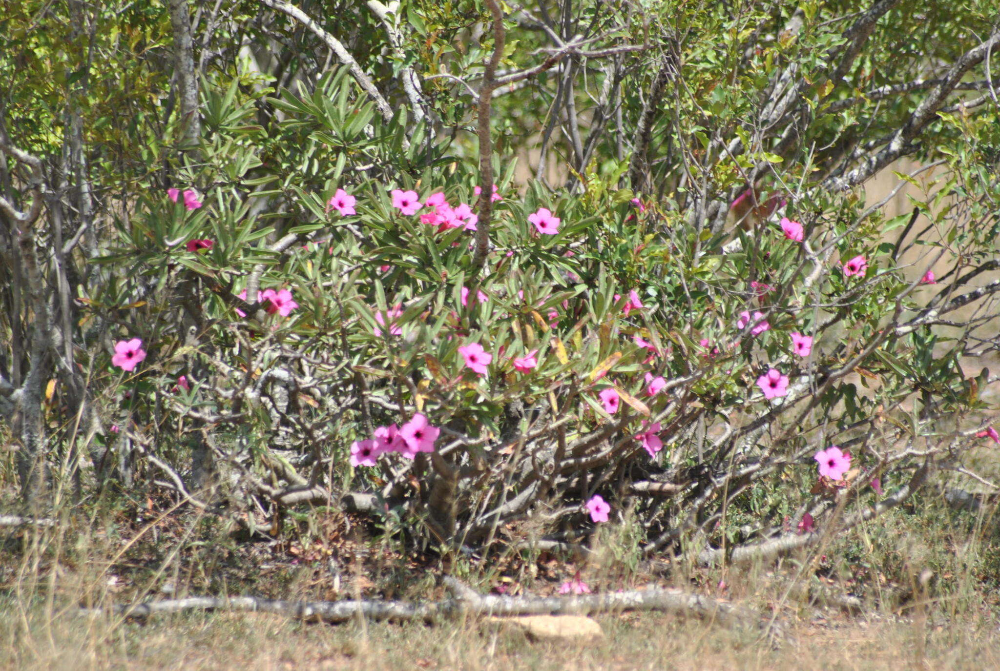 Image de Adenium obesum subsp. swazicum (Stapf) G. D. Rowley