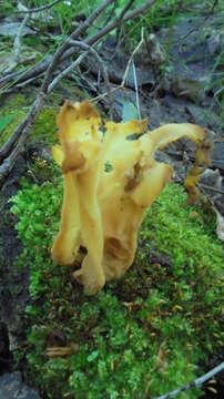 Image of Gyromitra sphaerospora (Peck) Sacc. 1889