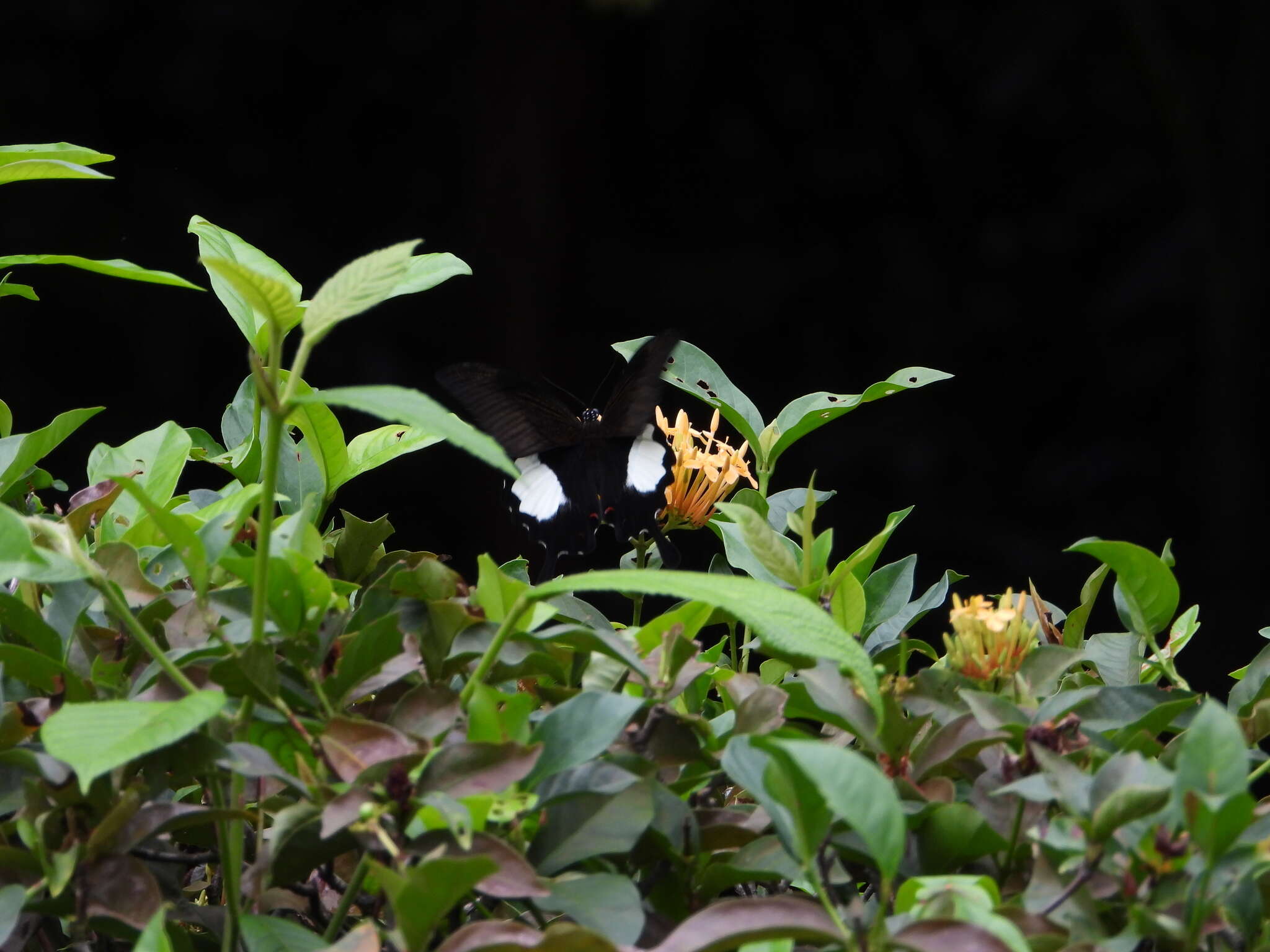 Image of Papilio iswara White 1842