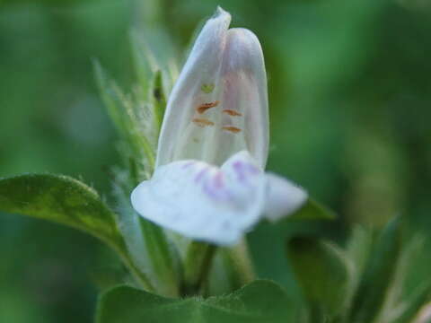 Sivun Isoglossa ciliata (Nees) Engl. kuva