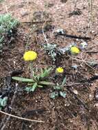 Image of Asteridea athrixioides (Sonder & Mueller) G. Kroner