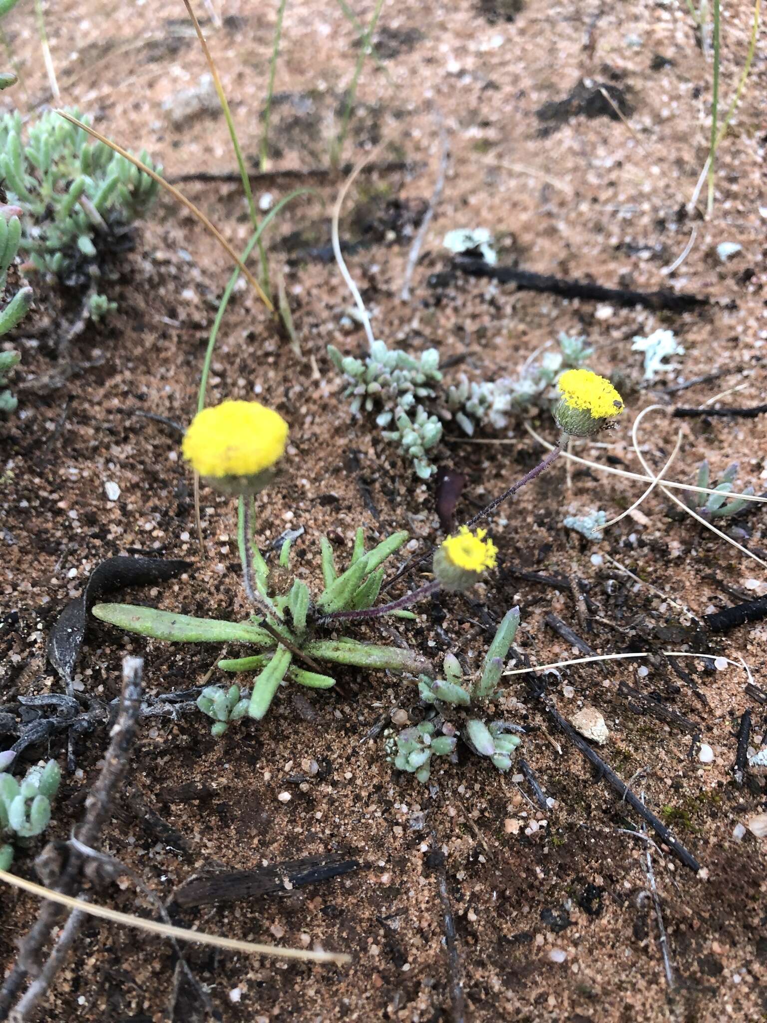 Asteridea athrixioides (Sonder & Mueller) G. Kroner的圖片