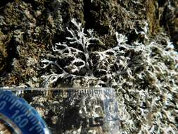 Image of Appalachian shield lichen