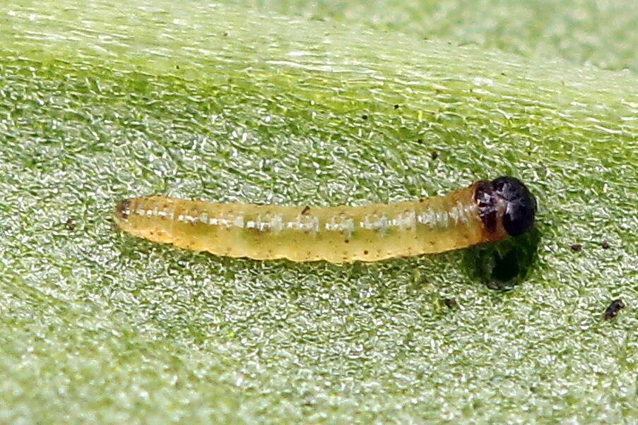 Ostrinia palustralis Hübner 1796 resmi