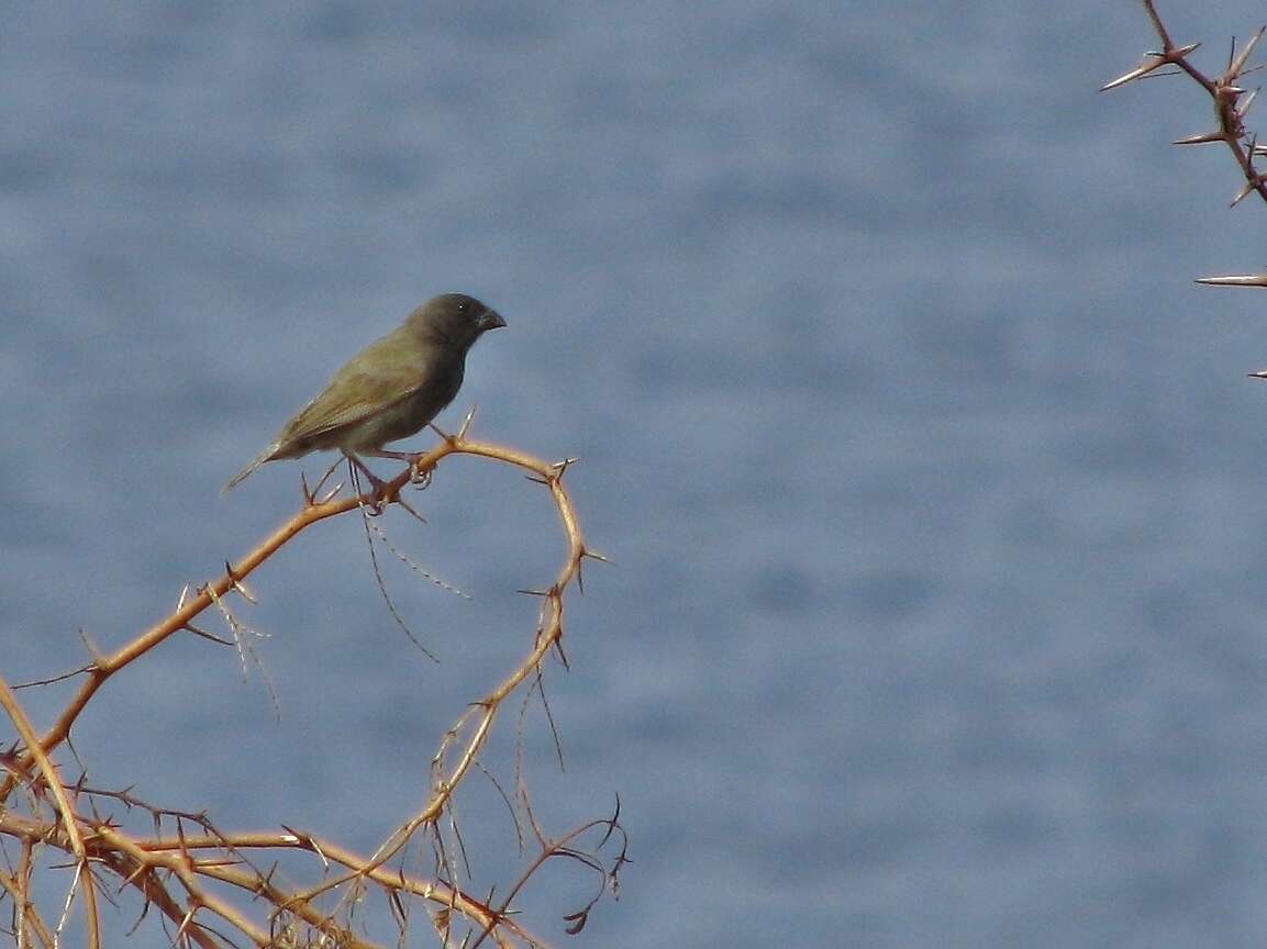 Imagem de Melanospiza bicolor (Linnaeus 1766)