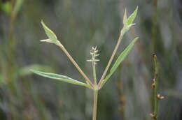 Image de Achyranthes talbotii Hutchinson & Dalziel