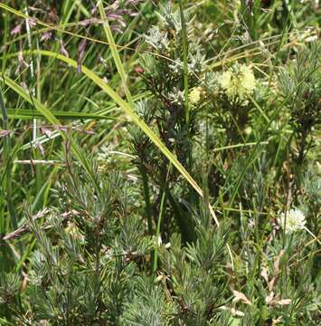 Sivun Callistemon pityoides Miq. kuva