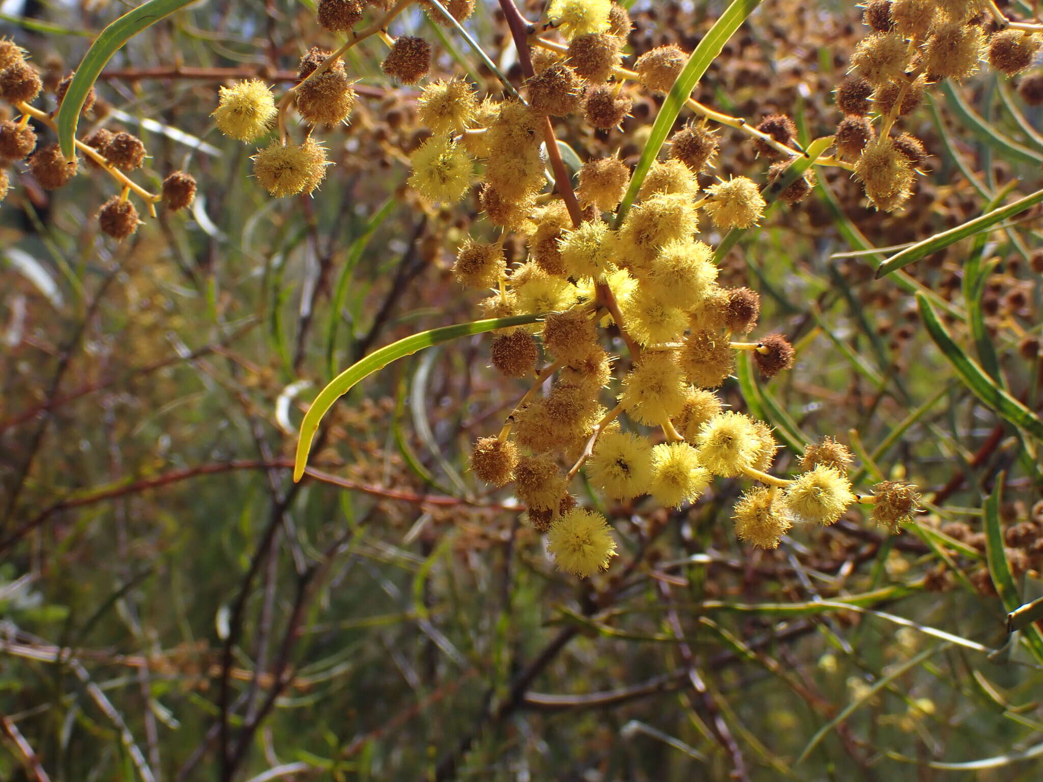 صورة Acacia gladiiformis A. Cunn. ex Benth.