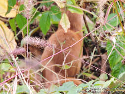 Image of Japanese Weasel