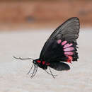 Imagem de Parides orellana (Hewitson 1852)