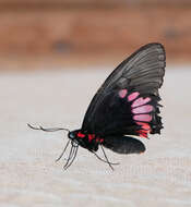 Sivun Parides orellana (Hewitson 1852) kuva