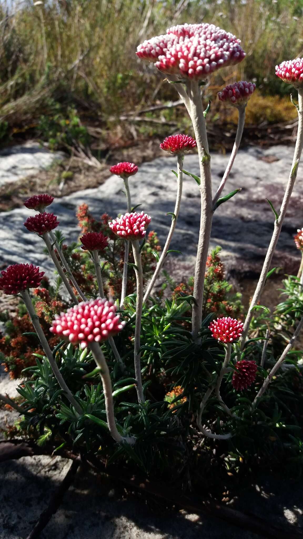 Image of Anaxeton arborescens (L.) Less.