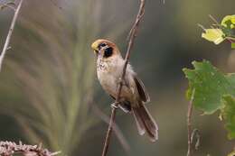 Image of Spot-breasted Parrotbill