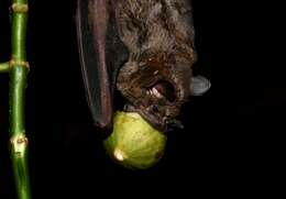 Image of Flat-faced Fruit-eating Bat