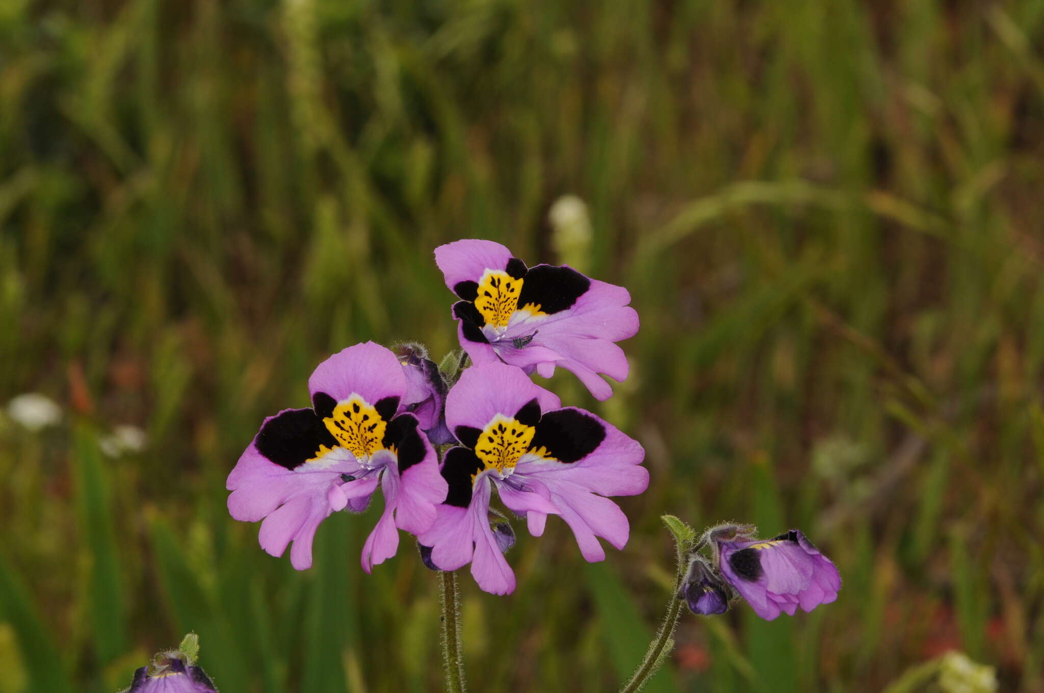 Image of Schizanthus carlomunozii