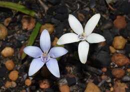 Image of Caladenia ixioides Lindl.