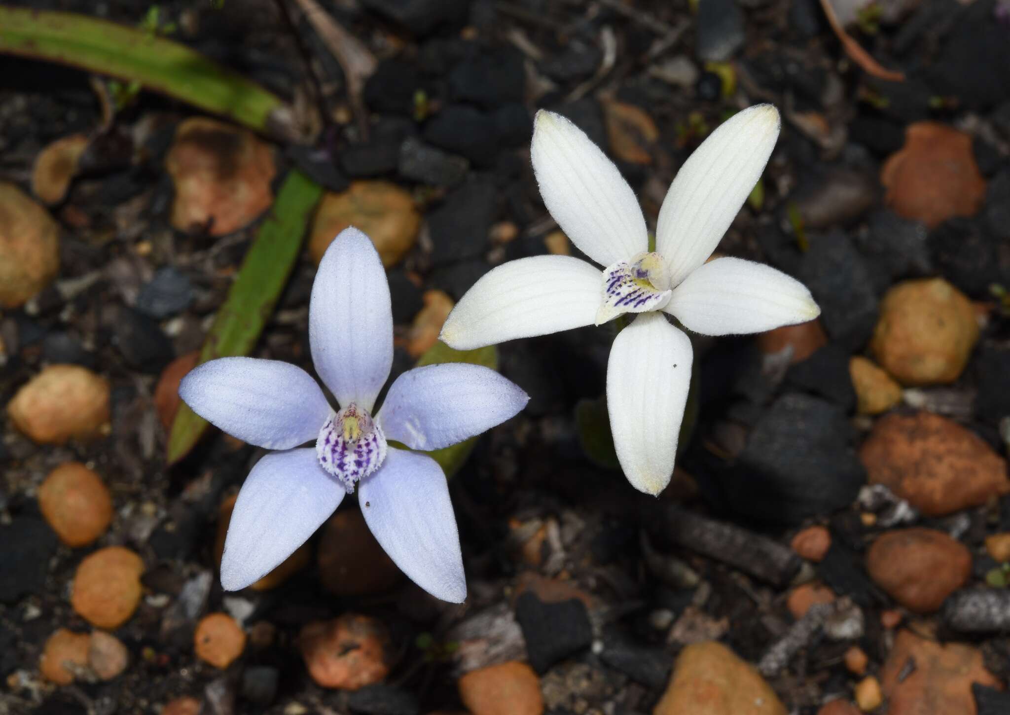 Image of Caladenia ixioides Lindl.