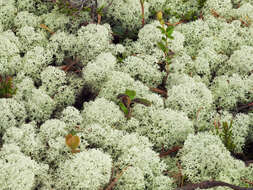 Image of star reindeer lichen