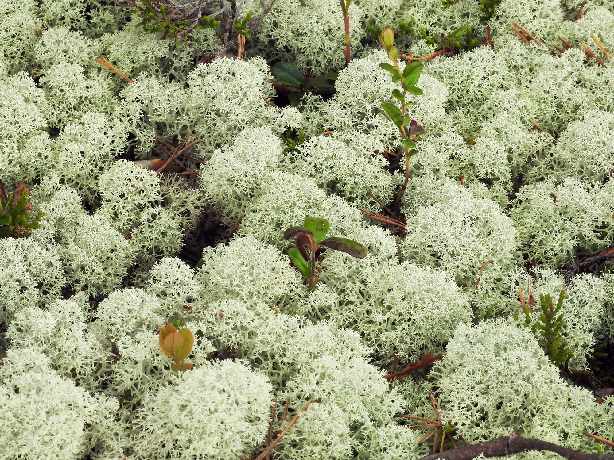 Image of star reindeer lichen