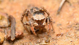 Image of Habronattus texanus (Chamberlin 1924)