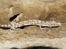 Mediodactylus heterocercus (Blanford 1874) resmi