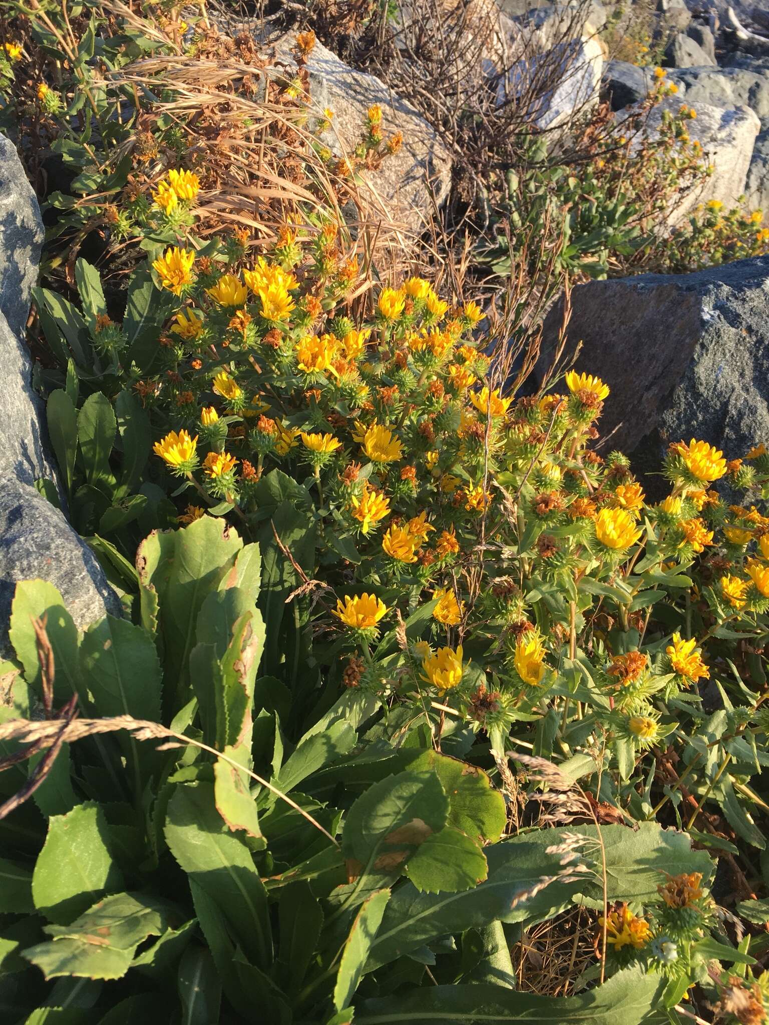 Image of <i>Grindelia <i>stricta</i></i> var. stricta