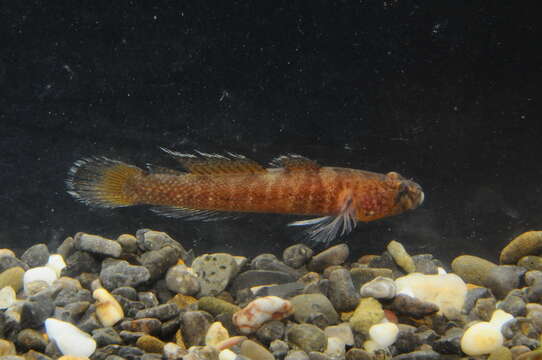 Image of Kolombatovic's Goby