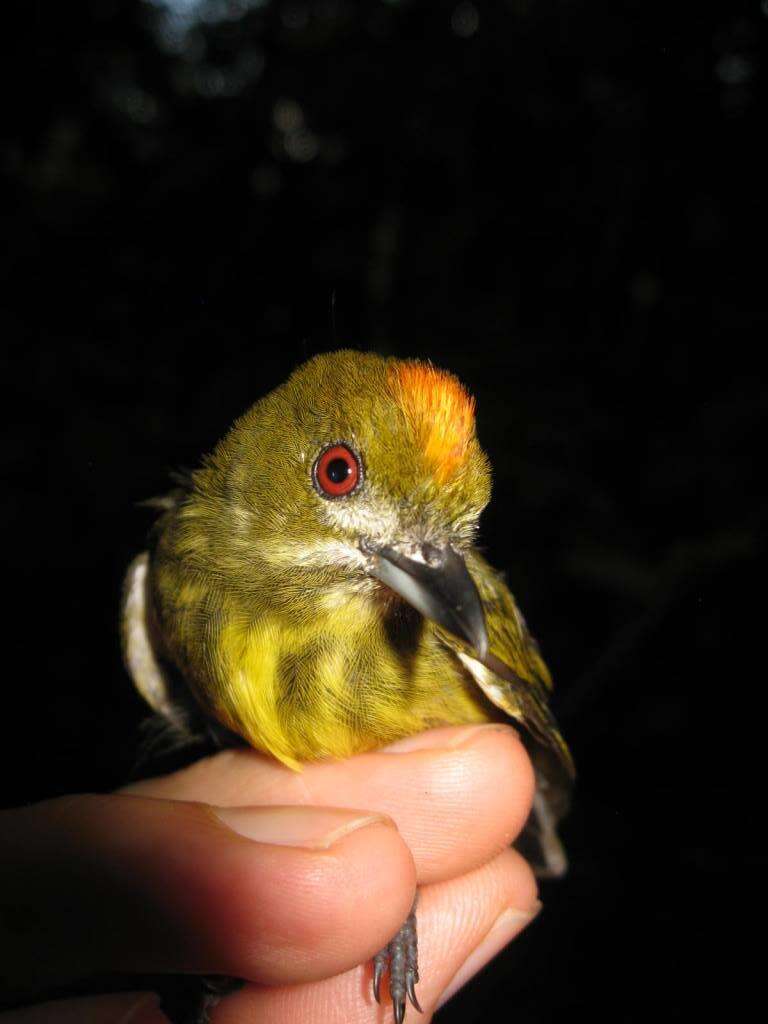 Image of Yellow-breasted Flowerpecker