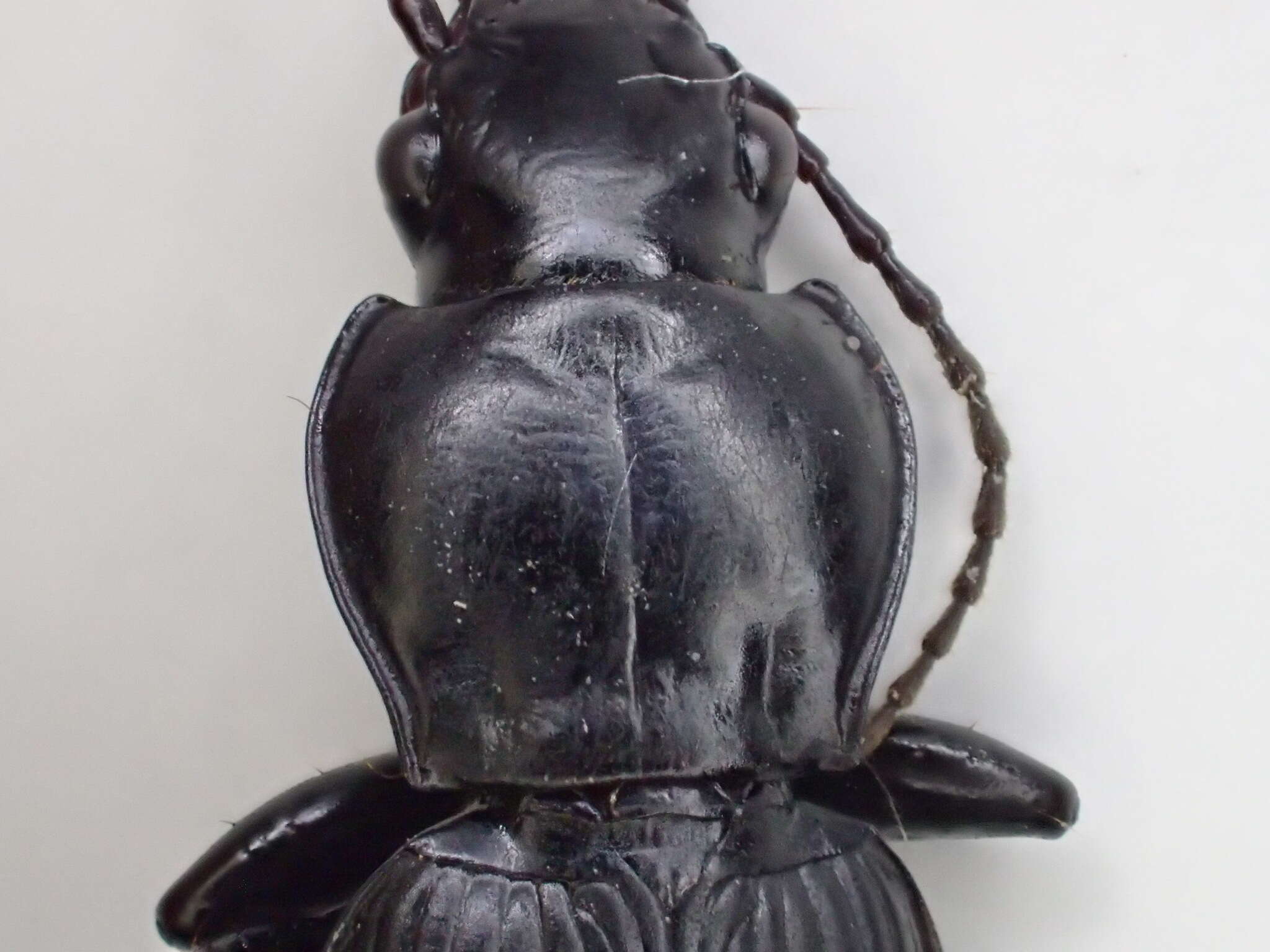 Image of Pterostichus (Hypherpes) isabellae Le Conte 1851