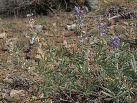 Imagem de Lupinus argenteus var. palmeri (S. Watson) Barneby