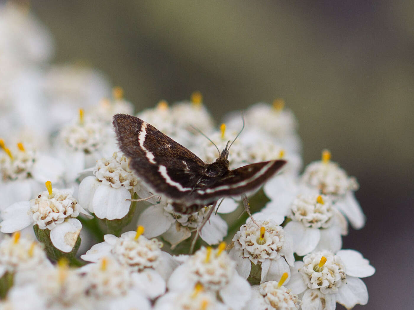 Image of Pyrausta nigrata Scopoli