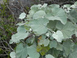 Image of Helichrysum populifolium DC.