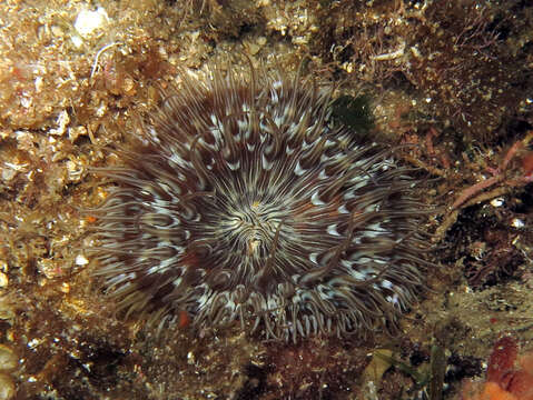 Image of daisy anemone