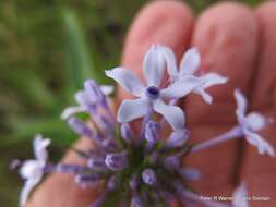 Image of Pentanisia angustifolia (Hochst.) Hochst.