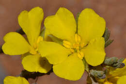 Hibbertia priceana J. R. Wheeler resmi