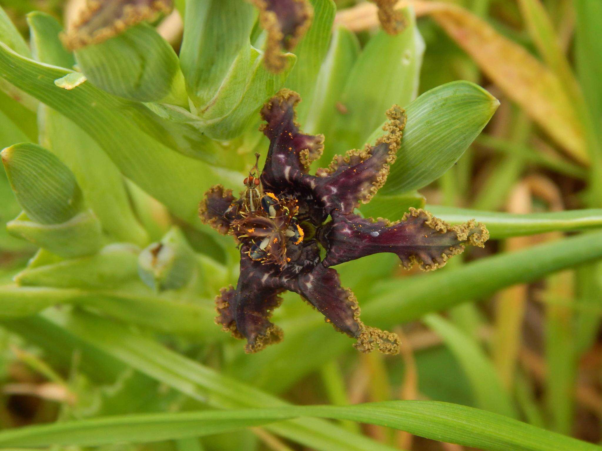 صورة Ferraria crispa Burm.