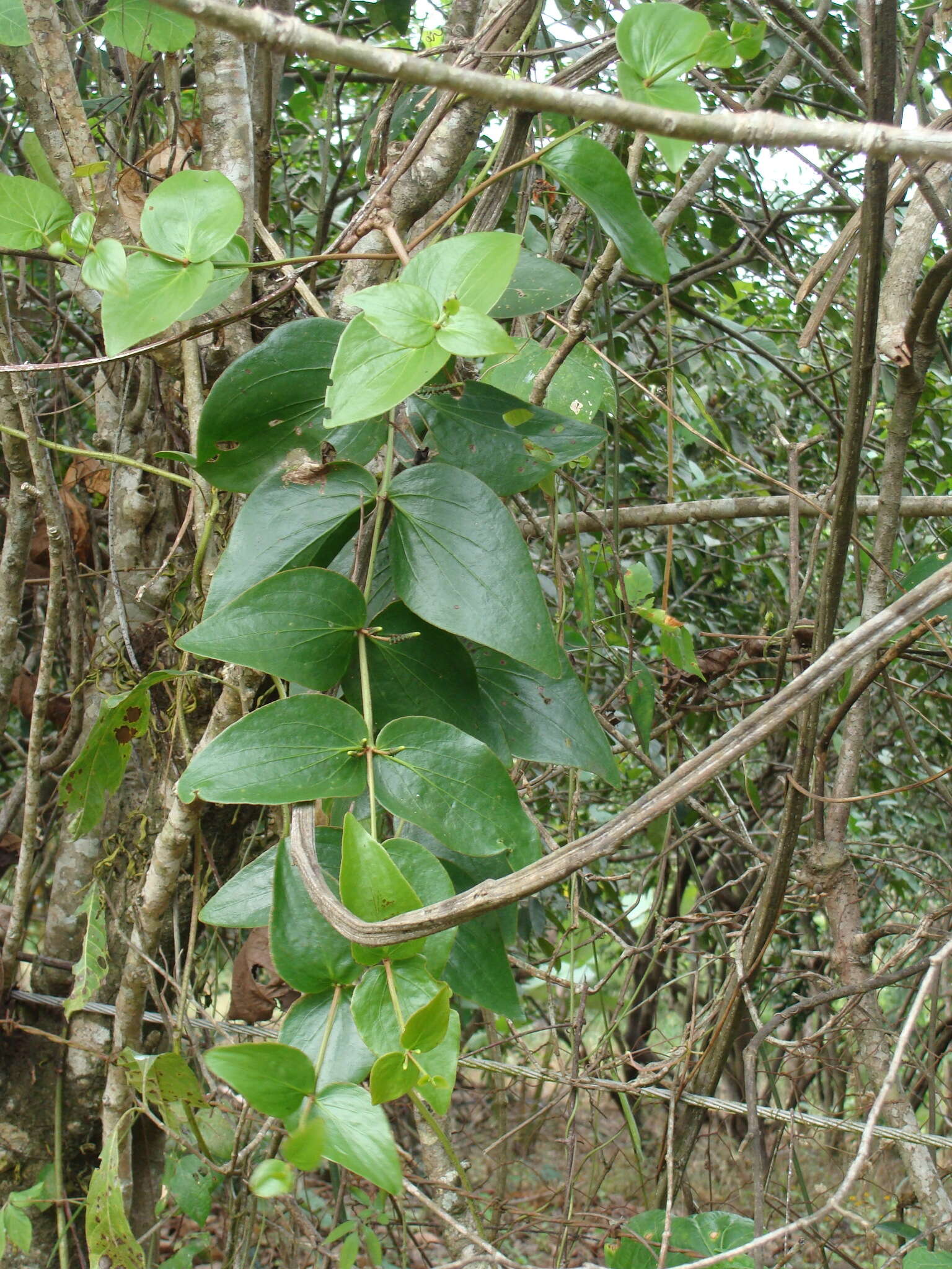 Image of Oryctanthus cordifolius (Presl) Urban