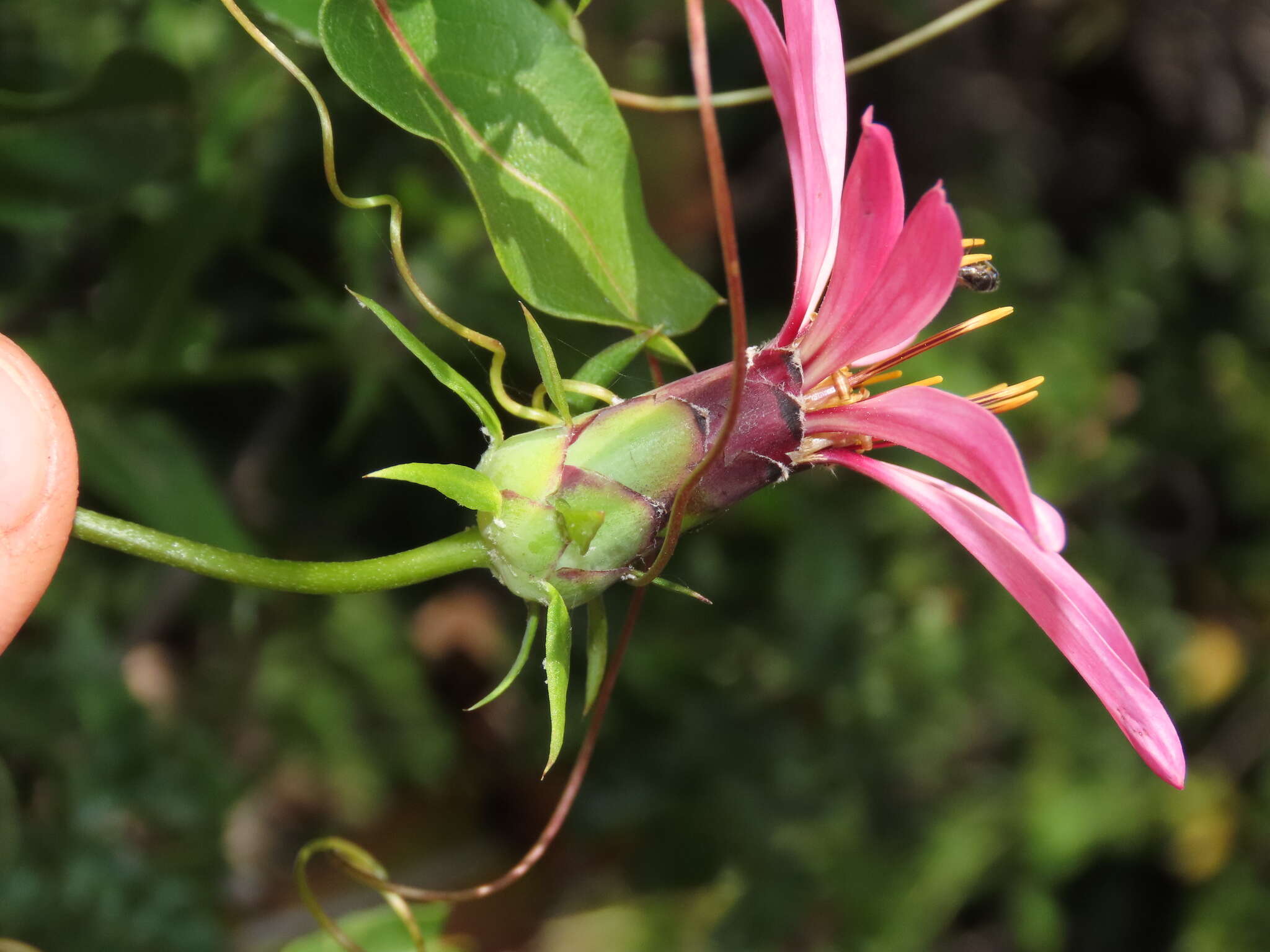 Image of Mutisia spinosa Ruiz & Pav.