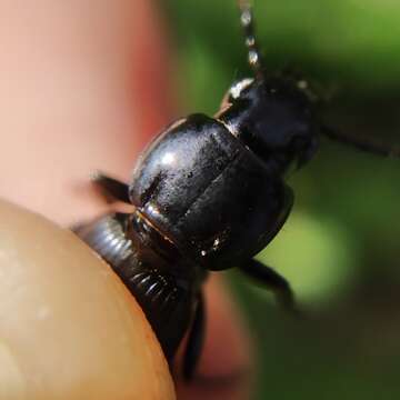 Image of Pterostichus (Steropus) ebenus (Quensel ex Schönherr 1806)