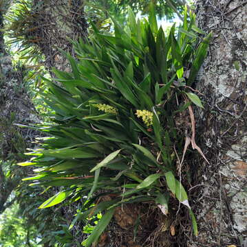 Image of Gomesa planifolia (Lindl.) Klotzsch ex Rchb. fil.