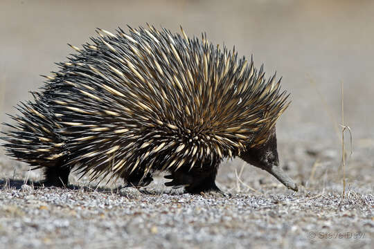 Plancia ëd Tachyglossus aculeatus acanthion (Collett 1884)